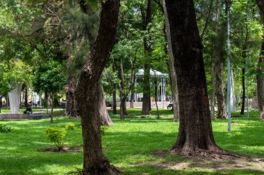 Meksika, Guadalajara 'da bir halk parkı olan Parque Morelos' un yanındaki çimlerin üzerinde yaşlı bir ağaç kütüğünün yakınına.