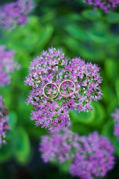 Wedding rings — Stock Photo, Image