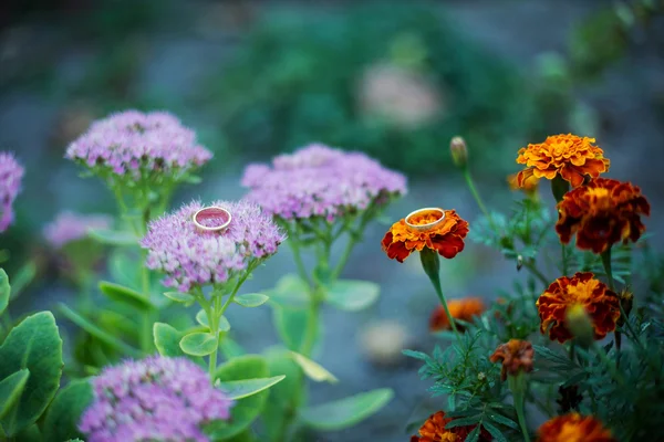 Anelli nuziali su fiore di bellezza — Foto Stock