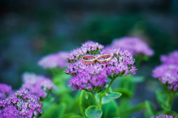 Anéis de casamento em uma flor roxa — Fotografia de Stock