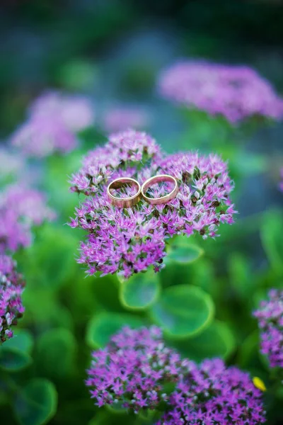 Anéis de casamento foto em roxo — Fotografia de Stock