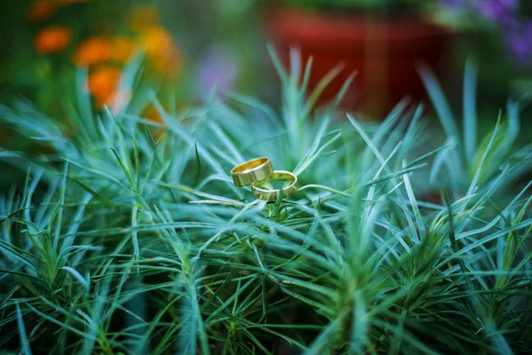 A palm bush gyűrűk — Stock Fotó