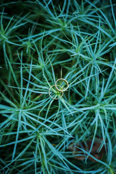 Anéis em arbusto de palma verde — Fotografia de Stock