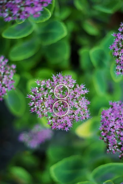 Two wedding rings on lilac — Stock Photo, Image