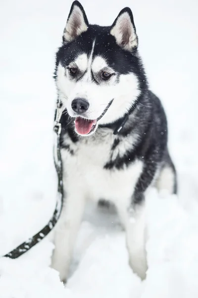 Hund sitter i snön — Stockfoto