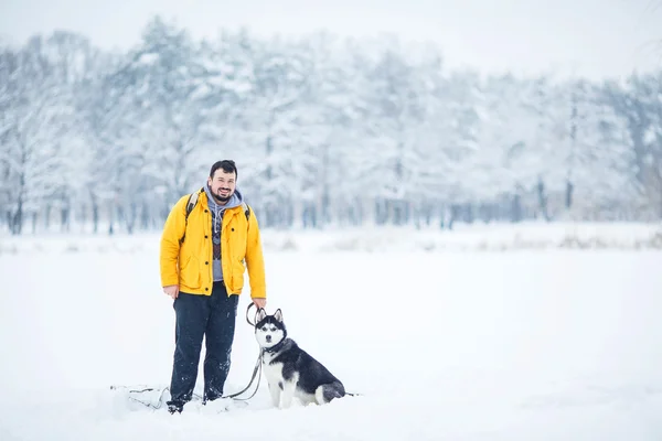 Husky nella neve — Foto Stock