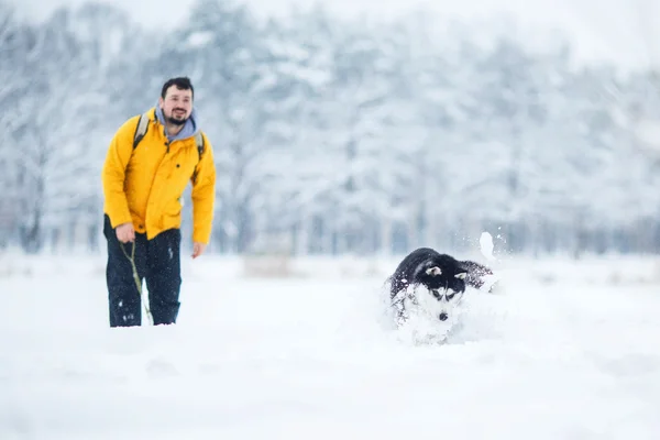 Husky leker i snön — Stockfoto