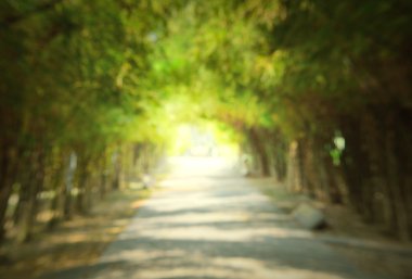 Solf ve blure, karanlık yol içinde ağaç tünel