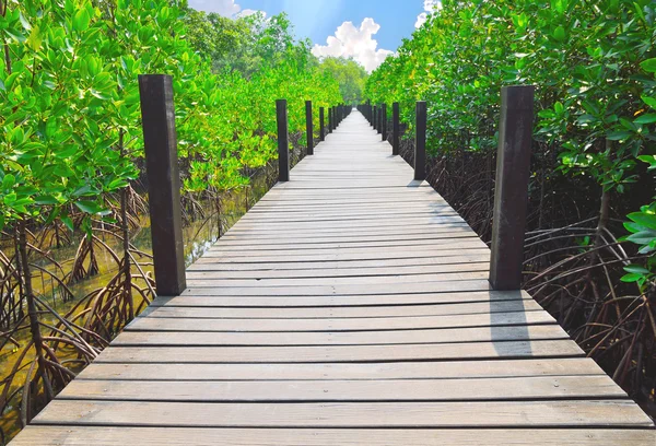 Trä gångvägar i mangroveskogen — Stockfoto