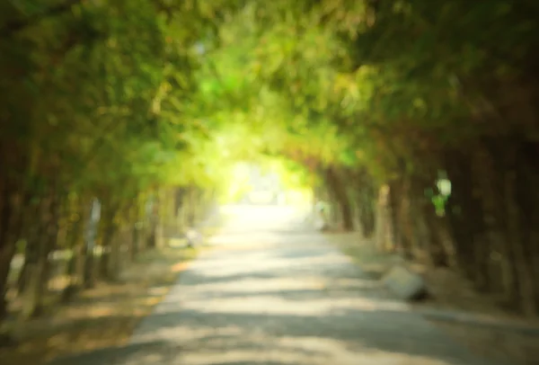 Solf ve blure, karanlık yol içinde ağaç tünel