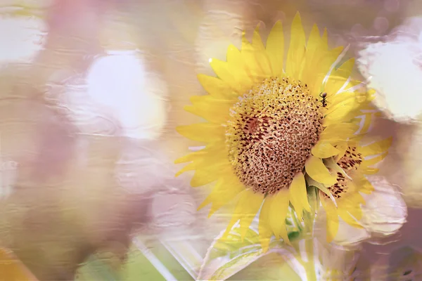 Kaksinkertainen altistuminen, auringonkukka sade pudota bokeh blure ja solf painopiste vintage kuva . — kuvapankkivalokuva