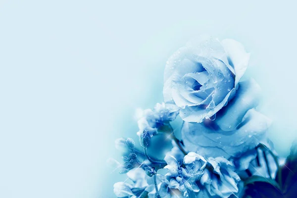 Mooie roos in magische licht voorjaar blure en solf fous met blauwe achtergrond Stockfoto