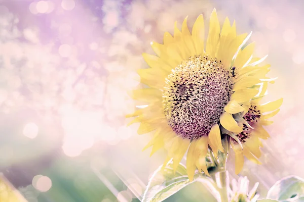 Zonnebloem met lichteffect vervagen, vintage stijl Stockafbeelding