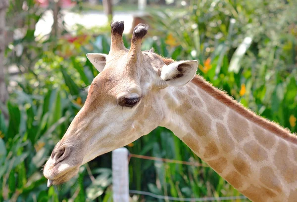 Tatlı zürafa — Stok fotoğraf