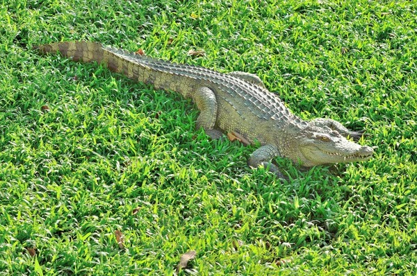 Krokodil zonnebaden op het glas groen Stockfoto