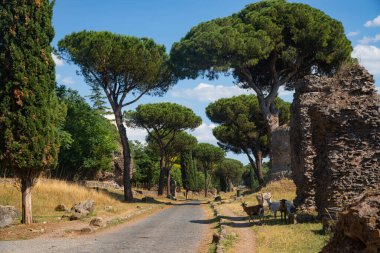 Ekim ayında Appia Antica 'da keçilerle birlikte tuğla mezarların fotoğrafları çekildi. Roma İmparatorluğu 'nun en önemli yolu, kaldırımdan geriye kalanlar, diğer mezarlar, zengin bitki örtüsü, deniz çam ağaçları, selvi ağaçları. Roma.