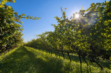 Yazın sonlarında gün batımında şarap mahzeninin yanında olgun kırmızı şarap üzümleriyle donatılmış üzüm bağları. Cavedine Vadisi 'ndeki hasattan önce Trentino Alto Adige, İtalya ve Avrupa' da şarap üretimi