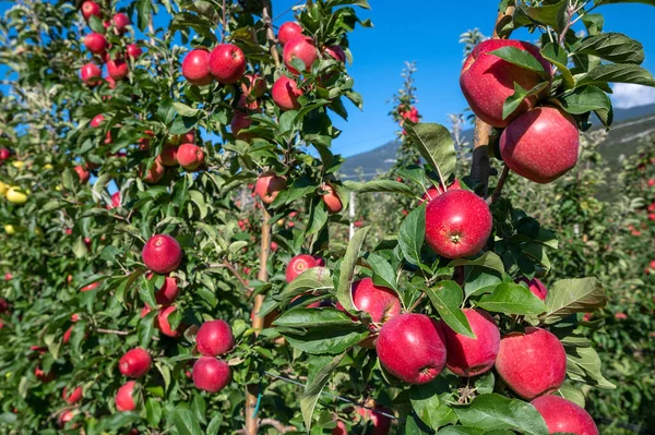 Trentino 'da bir meyve bahçesinde yetişen güzel kırmızı elma sırası. Dallar hasat için kırmızı elmalarla dolu Trentino Alto Adige, İtalya, Avrupa.
