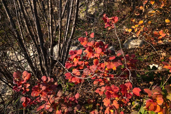 Automne Dans Les Bois Entouré Feuillage Rouge Orange Jaune Magique — Photo