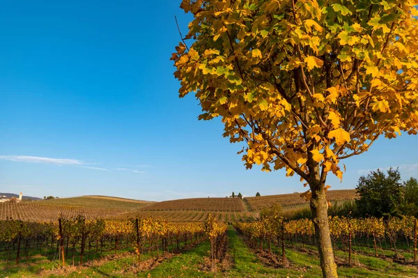 Schöne Herbstliche Landschaft Mit Reihen Von Weinreben Gelb Orange Grün — Stockfoto
