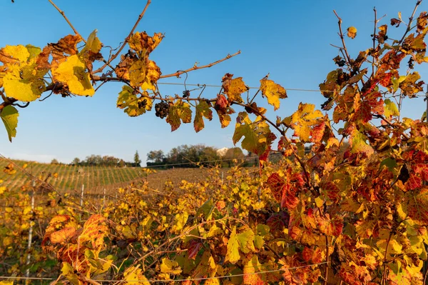 Schöne Idyllische Herbstlandschaft Mit Gelben Orangen Grünen Rebzeilen Vordergrund Ein — Stockfoto