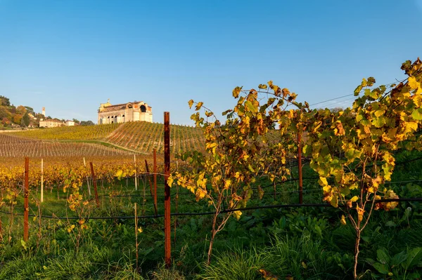 Schöne Herbstlandschaft Aus Gelben Orangen Und Grünen Rebzeilen Mit Der — Stockfoto