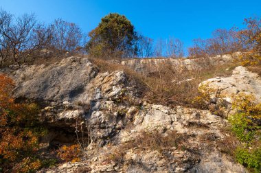 Ormanda sonbahar, sihirli sarı-turuncu yapraklara daldırılmış, gri kayaların arasında yeşil. Turuncu sonbahar yapraklarının güzel bir dalı. İtalyan Ormanı, İtalya.
