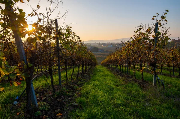 Blick Auf Die Schönen Weinreihen Herbst Bei Sonnenuntergang Vordergrund Den — Stockfoto