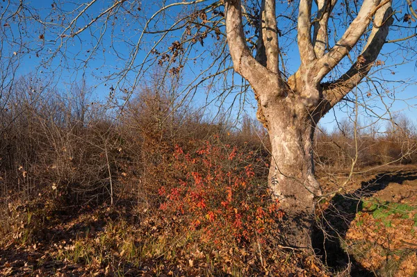 Natuur Panorama Van Een Bladloze Plataan Herfst Een Bos Met — Stockfoto