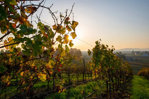Die Schönen Weinreihen Herbst Bei Sonnenuntergang Vordergrund Den Venezianischen Weinbergen — Stockfoto