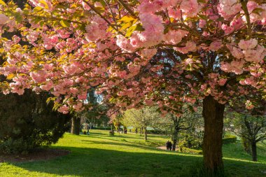 Bahar aylarındaki güzel çiçek bahçesine bir göz atın. Pembe Japon kiraz ağaçları çiçek açmış. Japon Hanami Festivali, Japonya Yürüyüşü. Roma İtalya.