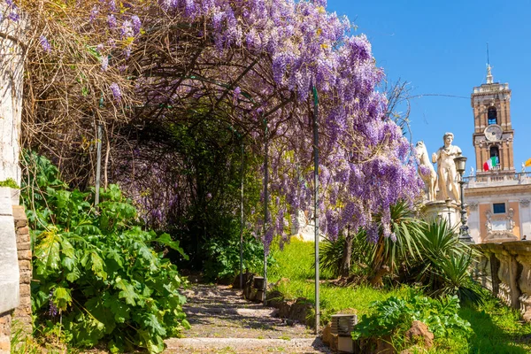 Campidoglio Piazza Del Campidoglio Roma Detalhe Wisteria Flor Que Está Imagem De Stock