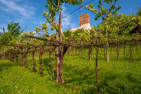 Blick Auf Den Weinberg Mit Dem Turm Der Burg Romeo — Stockfoto