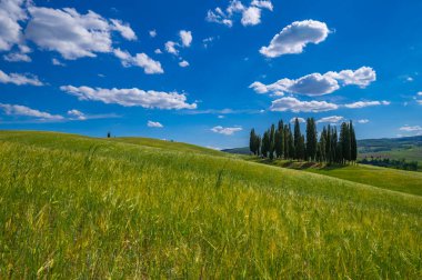 Toskana 'da yaz aylarında buğday tarlasında selvi ağacı olan tepeler. Monte Amiata yakınlarındaki San quirino d 'Orcia Siena' da mavi gökyüzüne ve bulutlara karşı panoramik tarla manzarası. İtalya