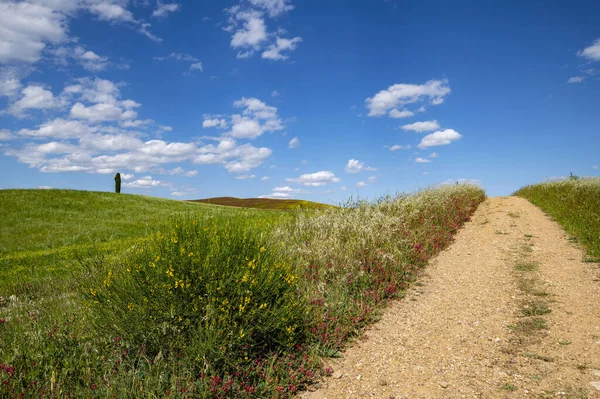 Toskana kırsalının panoramik manzarası Val d 'Orcia Siena Toskana, İtalya. Mavi gökyüzü, bulutlar ve selvi çiçekli kır yolu. İtalyan kırsal Avrupa.