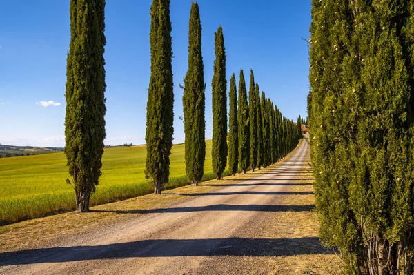 Schöne Landschaft Typisch Für Die Toskana Die Landstraße Mit Zypressen — Stockfoto