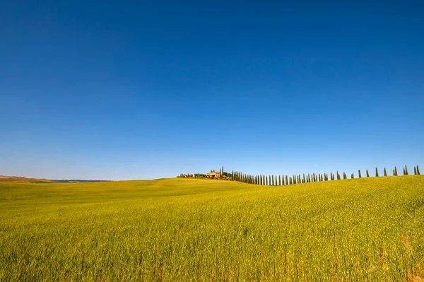 Landschaft Mit Zypressen Toskanische Landschaft Val Orcia Siena Toskana Schönes — Stockfoto