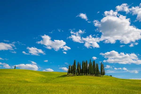 Zypressenlandschaft Auf Den Kornhügeln Von San Quirico Dorcia Siena Mit — Stockfoto
