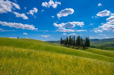 Toskana manzarası, yazın bir tarlada selvi ağaçları, Toskana İtalya panoramik manzarası mavi gökyüzü ve Monte Amiata yakınlarındaki San quirino d 'orcia Siena' da bulutlara karşı..
