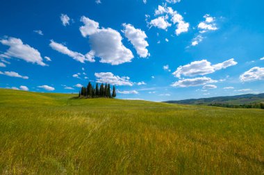 Tuscany, Siena 'daki Val d' Orcia kırsalında Amiata ve Umbria Dağı yakınlarında. San Quirico dOrcia 'nın mavi gökyüzü ve bulutlarıyla buğday tepelerindeki selvi ağacının güzel detayları. İtalya, Avrupa.