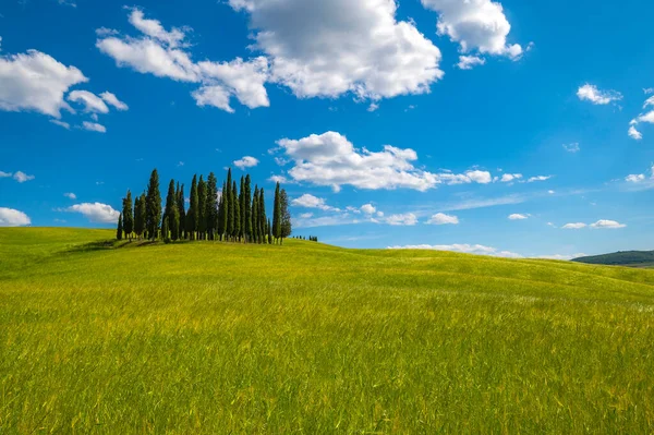 Beautiful Detail Cypresses Grain Hills San Quirico Orcia Blue Sky — Stock Photo, Image