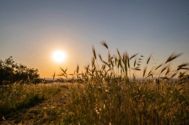 Natural field with spikes and grass as the sun goes down. The sunset illuminates the golden ears, on a summer day, Roman countryside, Frascati, Rome, Italy.