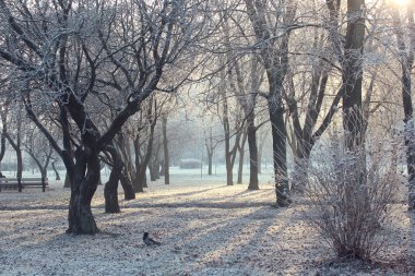 Elma bahçesi kışın
