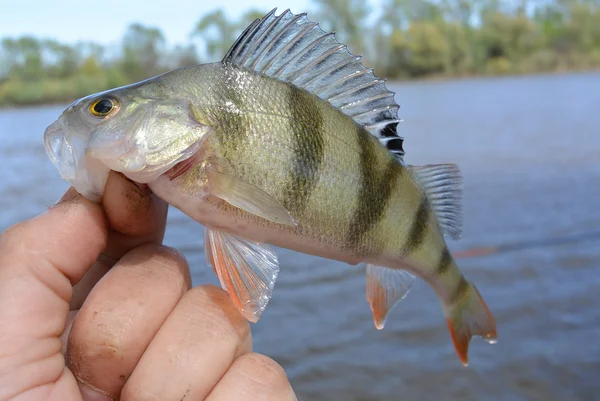 Caught bass — Stock Photo, Image