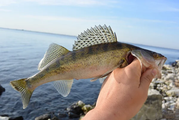 Zander fish in hand of fisherman — Stock Photo, Image