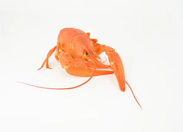 haşlanmış nehir yengeçler