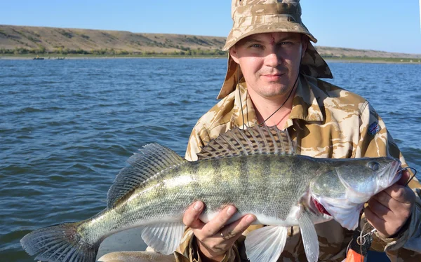 Angler with zander in your hands — Stock Photo, Image