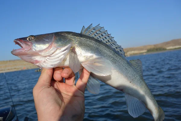 Pike perch in angler's hand — Stock Photo, Image