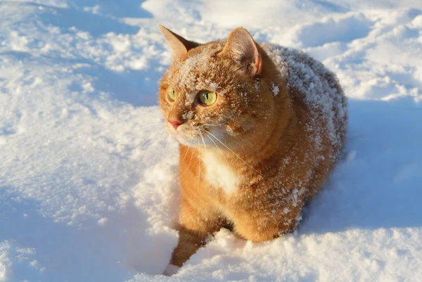 빨간 고양이 눈 — 스톡 사진