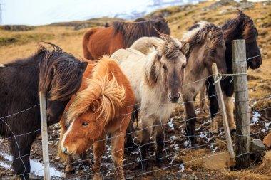 İzlandalı atlar İzlanda